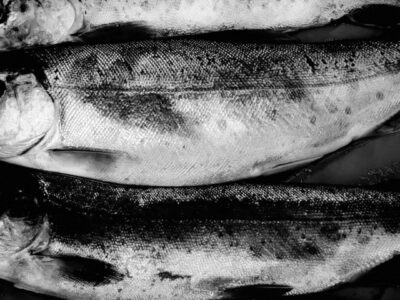 余市川の大物はここにいます。北海道の渓流釣り