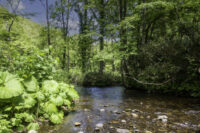 北海道の渓流釣り2022年シーズン開幕、エゾハルゼミの大合唱