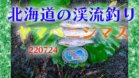 ヤマベの南蛮漬けを作りました。北海道の渓流釣り