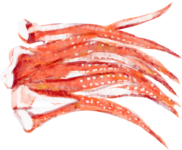 ふきのとうの若草色と人生