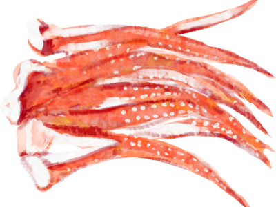 ふきのとうの若草色と人生