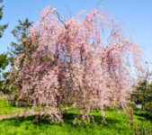 桜が終わり北海道は今が一番いい季節です。