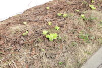 桜の開花を待ちわびる日々