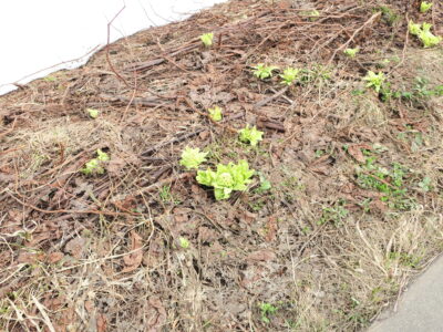 桜の開花を待ちわびる日々